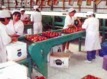 cintas de salida para calibrador